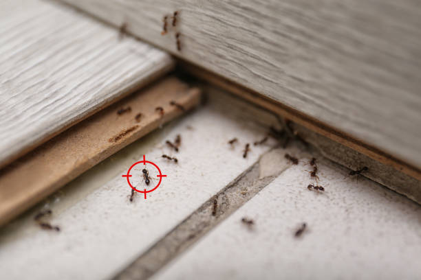 Best Pest Control Treatment  in Long Lake, IL