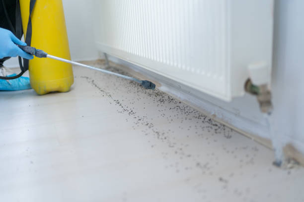 Best Termite Control Services  in Long Lake, IL